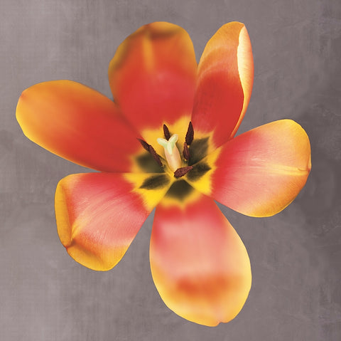 Sunshine Tulip -  Erin Clark - McGaw Graphics