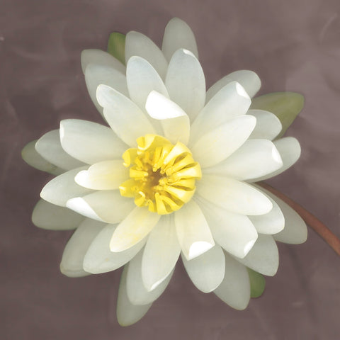 Water Lily -  Erin Clark - McGaw Graphics