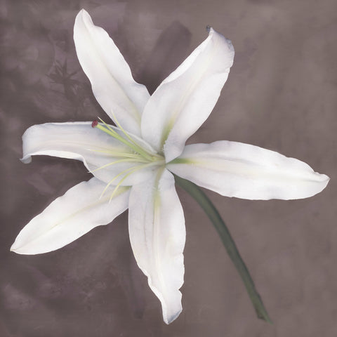 White Lily -  Erin Clark - McGaw Graphics