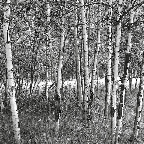 Birch Forest -  Erin Clark - McGaw Graphics