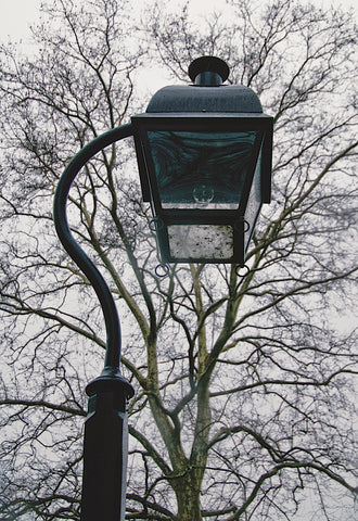Lamp and Branches (color) -  Erin Clark - McGaw Graphics