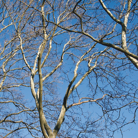 January Branches II (color) -  Erin Clark - McGaw Graphics