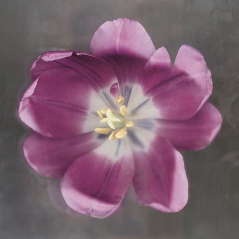 Purple Tulip -  Erin Clark - McGaw Graphics