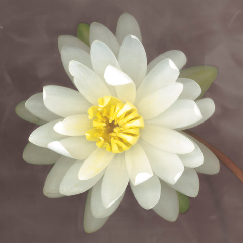 Yellow Water Lily -  Erin Clark - McGaw Graphics