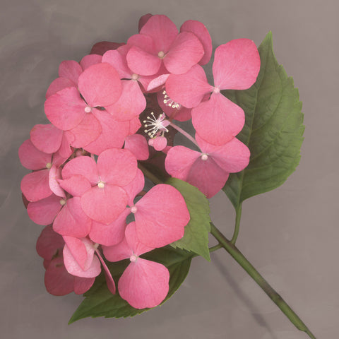 Pink Hydrangea -  Erin Clark - McGaw Graphics