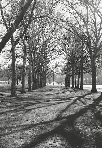 Branch Shadows (b/w) -  Erin Clark - McGaw Graphics