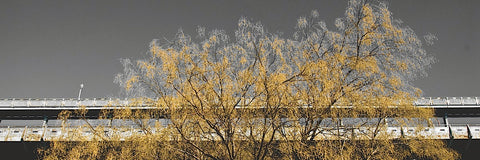 Golden Tree (color and b/w) -  Erin Clark - McGaw Graphics