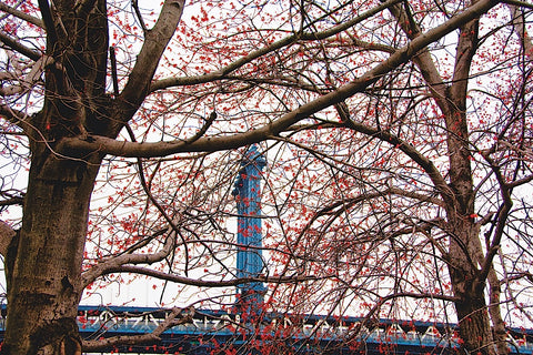 Red Blooms in Brooklyn -  Erin Clark - McGaw Graphics