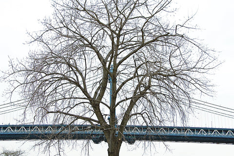 Manhattan Bridge Span with Tree -  Erin Clark - McGaw Graphics