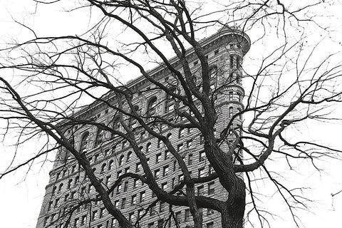 Flatiron with Tree (b/w) -  Erin Clark - McGaw Graphics