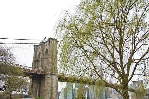 Brooklyn Bridge and Willow -  Erin Clark - McGaw Graphics