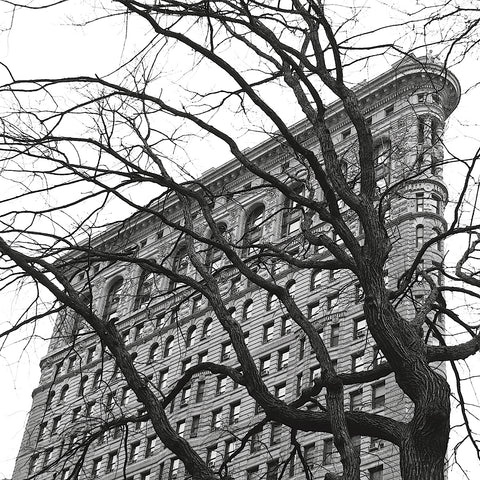 Flatiron with Tree (b/w) (detail) -  Erin Clark - McGaw Graphics