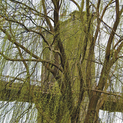 Veiled Brooklyn Bridge (detail) -  Erin Clark - McGaw Graphics