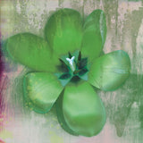 Tulip Fresco (green) -  Erin Clark - McGaw Graphics