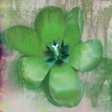 Tulip Fresco (green) -  Erin Clark - McGaw Graphics