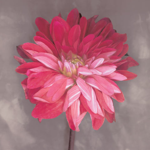 Pink Zinnia -  Erin Clark - McGaw Graphics