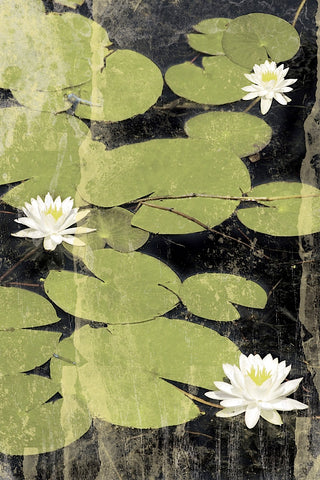 Pond Blossoms -  Erin Clark - McGaw Graphics