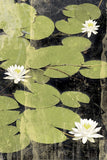 Pond Blossoms -  Erin Clark - McGaw Graphics