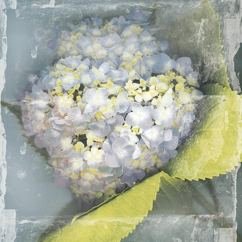 Antique Bloom -  Erin Clark - McGaw Graphics