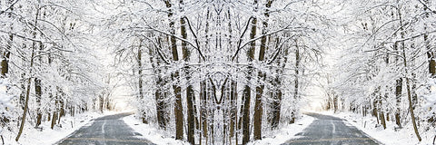 Two Roads Diverged in a Snowy Wood -  Erin Clark - McGaw Graphics