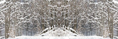 Winter Wonderland -  Erin Clark - McGaw Graphics