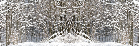 Winter Wonderland -  Erin Clark - McGaw Graphics
