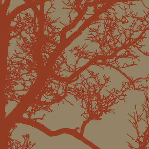 Cinnamon Tree IV -  Erin Clark - McGaw Graphics