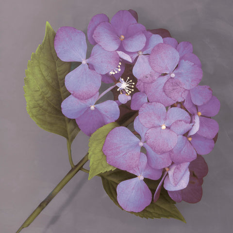 Purple Hydrangea -  Erin Clark - McGaw Graphics