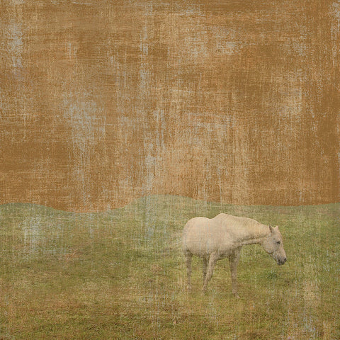 White Horse -  Erin Clark - McGaw Graphics