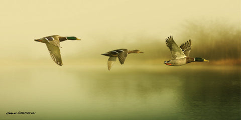 Ducks Flying -  Carlos Casamayor - McGaw Graphics