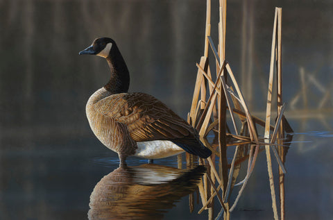 Greet the Sun - Canada Goose