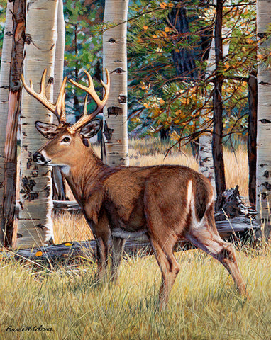 Fall Whitetail