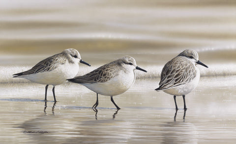 Sanderlings -  Richard Clifton - McGaw Graphics