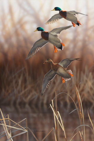 Whisper Wind and Wing - Mallards