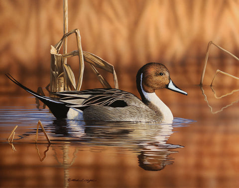 Pintail Drake -  Richard Clifton - McGaw Graphics