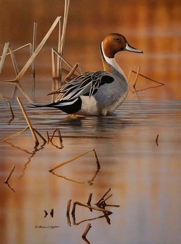 Shallow Marsh - Pintail Drake -  Richard Clifton - McGaw Graphics