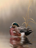 Wigeon Drake -  Richard Clifton - McGaw Graphics