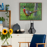 Looking Back - Pheasant -  Richard Clifton - McGaw Graphics