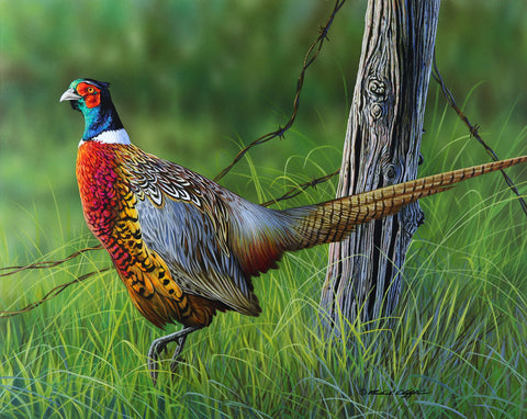 Looking Back - Pheasant -  Richard Clifton - McGaw Graphics