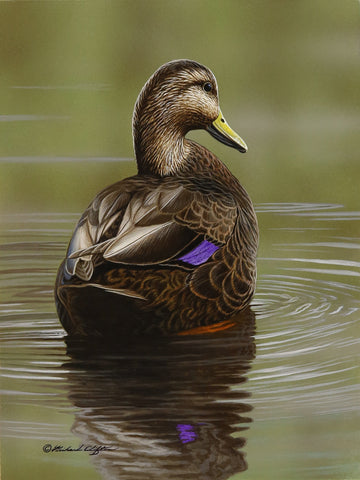 At Rest - Black Duck -  Richard Clifton - McGaw Graphics