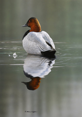 Quiet Shoal - Canvasback -  Richard Clifton - McGaw Graphics