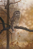 Out of the Shadows - Barred Owl -  Richard Clifton - McGaw Graphics