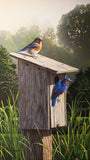 Misty Spring Bluebirds -  Richard Clifton - McGaw Graphics