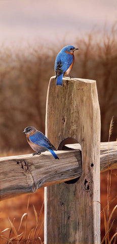 Rail Fence Blues - Bluebirds -  Richard Clifton - McGaw Graphics