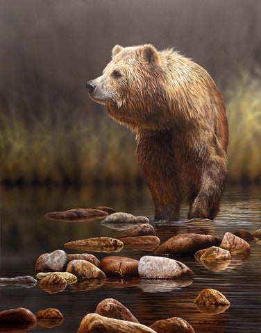 Quiet Stream - Grizzly Bear -  Richard Clifton - McGaw Graphics
