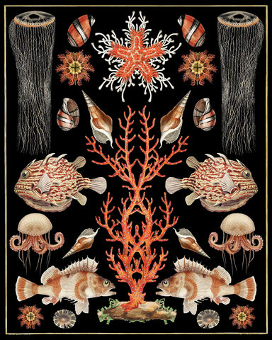 Oceana - Coral Jellyfish -  Susan Clickner - McGaw Graphics