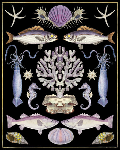 Oceana - Purple on Black -  Susan Clickner - McGaw Graphics