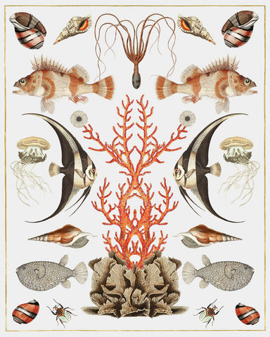 Oceana - Coral on White -  Susan Clickner - McGaw Graphics