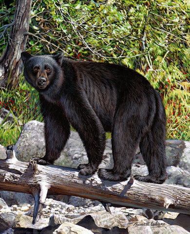 Black Bear