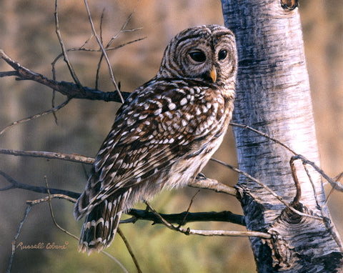 Majestic Barred Owl